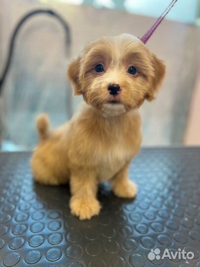 Грумер на дом стрижка собак