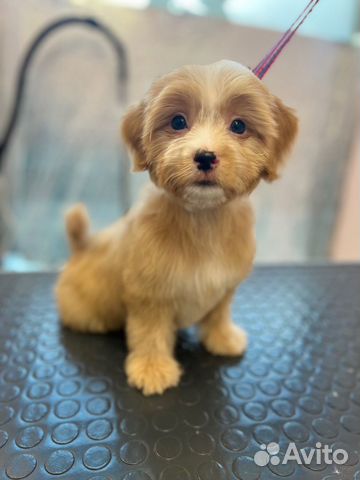 Грумер на дом стрижка собак