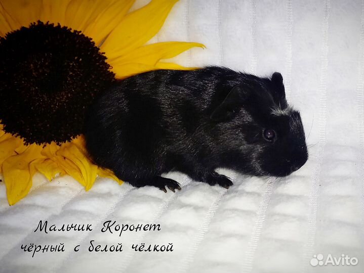 Морские свинки малыши