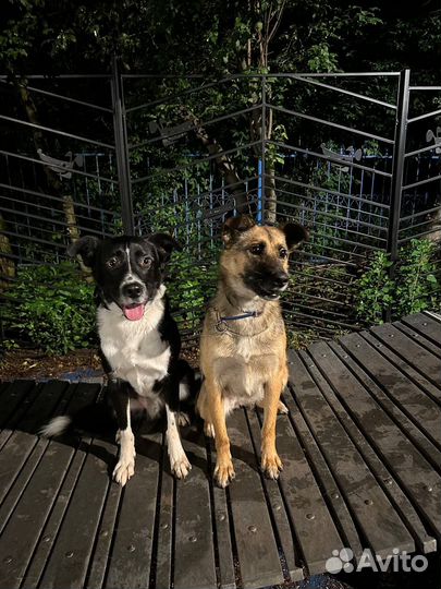 Хвостатые друзья в поисках дома