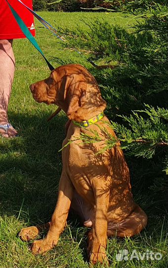 Венгерская выжла