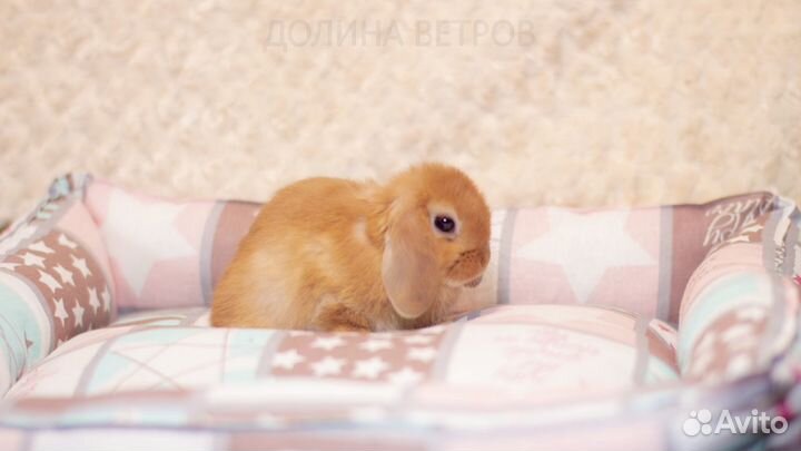 Мальчик минилоп желтый