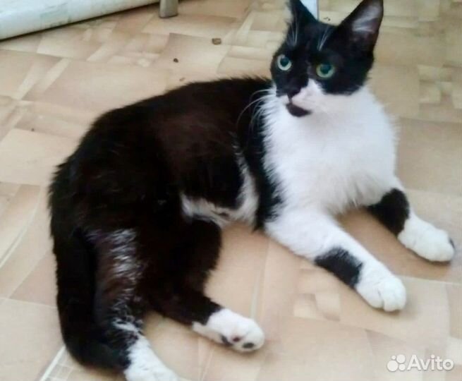 Милым Дружочком кошка Триша в Добрые руки)