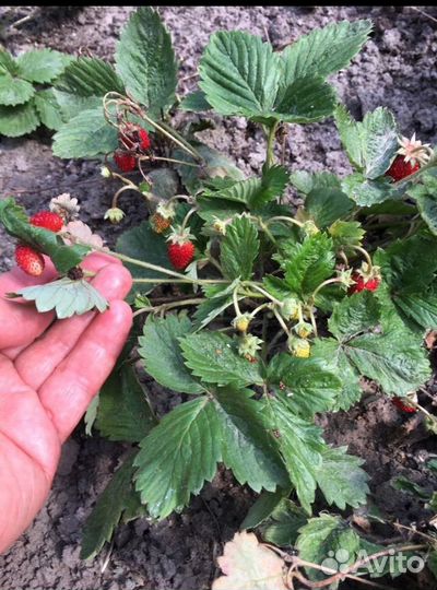 Яблоки, Малина желтая, клубника, земляника безусая