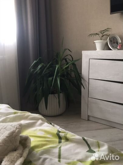 Юкка 10 лет 3 штуки