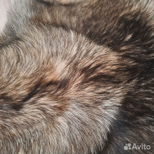 Волчья шкура