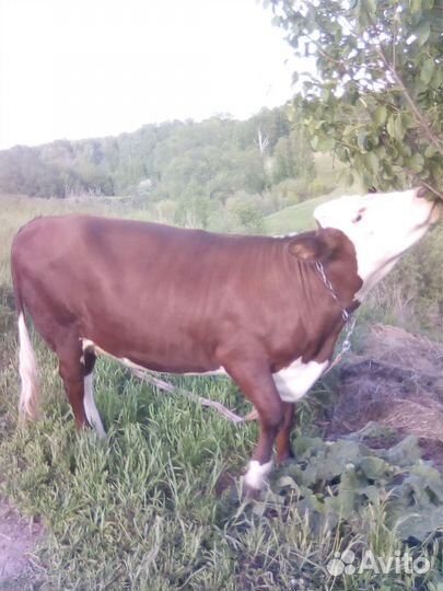 Корова телка