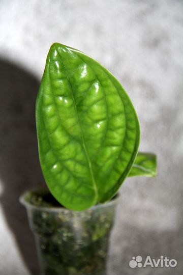 Монстеры Эль Сальвадор / Манки / Ланиата / Перу