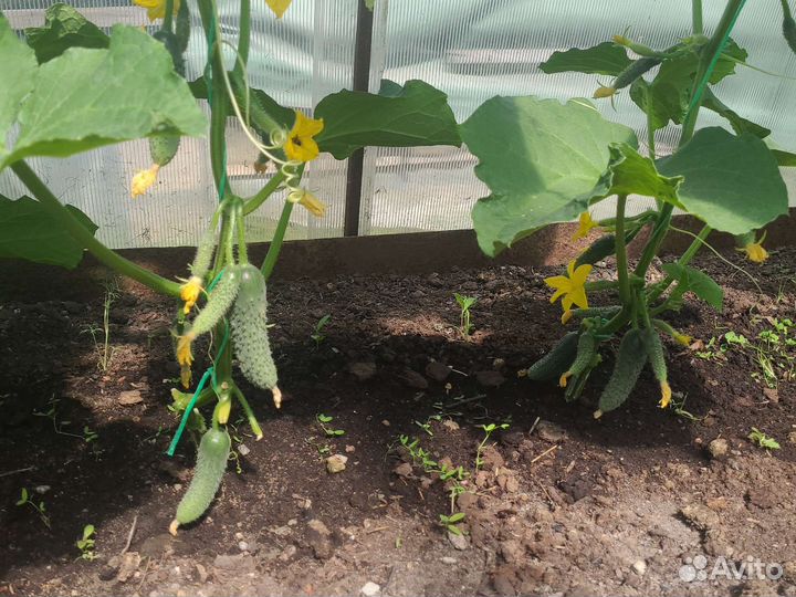 Огурцы домашние