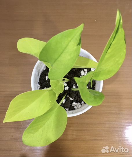 Сциндапсус неон