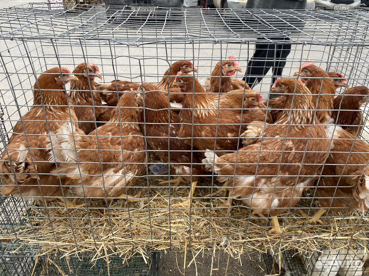 Куры несушки