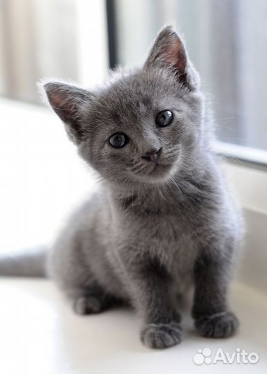 Отдам котят