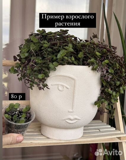 Комнатные цветы