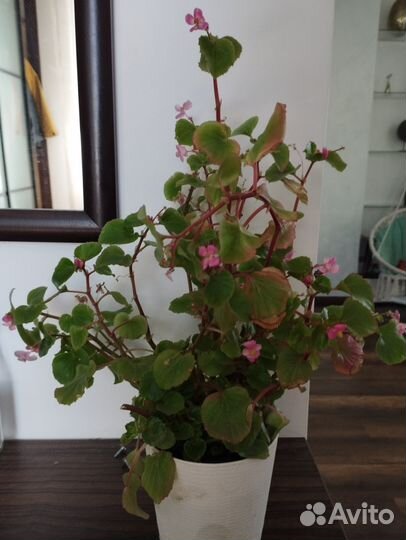 Бегония вечноцветущая