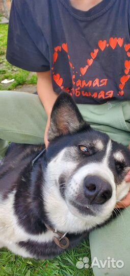 Собаки в добрые руки