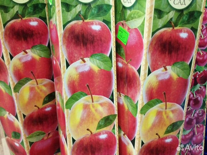 Абрикос, персик, вишня, черешня, дюк, яблоня