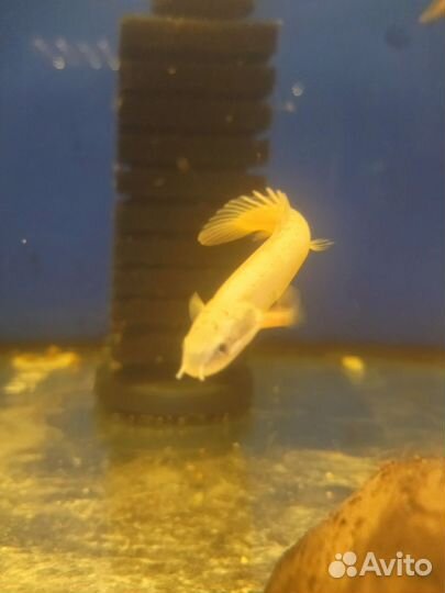 Полиптерус сенегальский