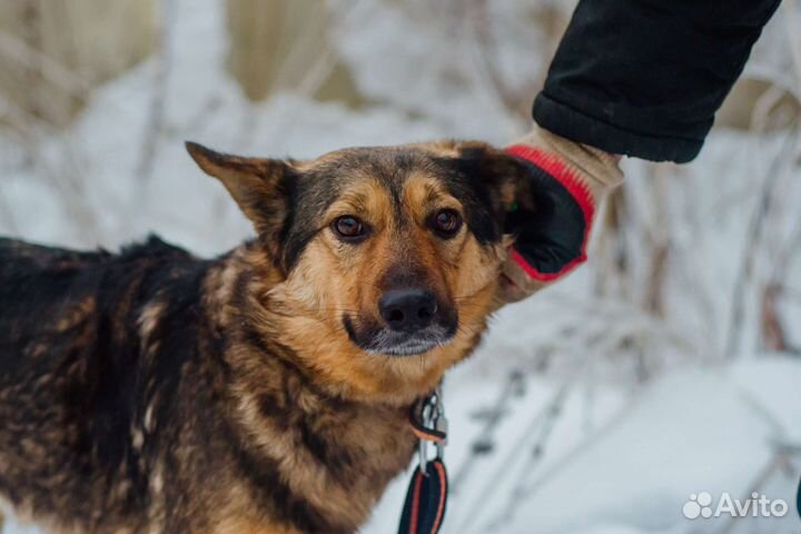 Собака Дюша в добрые руки