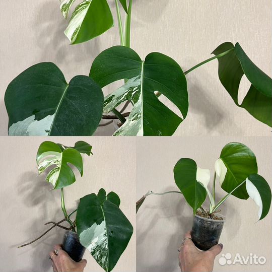 Монстера Борзига