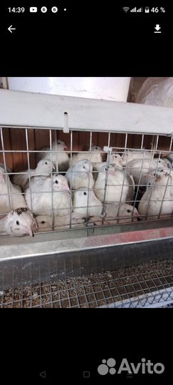 Перепела продажа