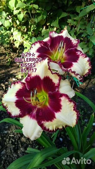 Лилейники сортовые Махровые