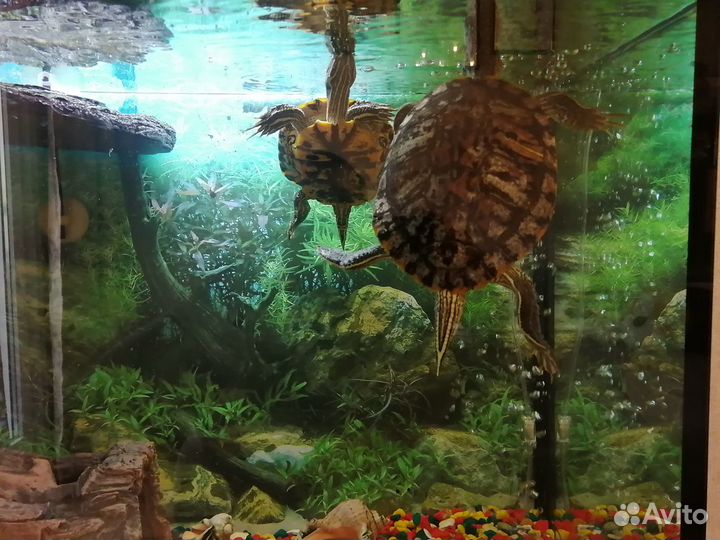 Аквариум на 200 литров с тумбой