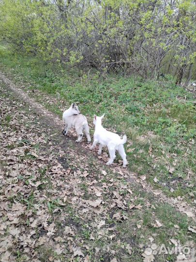 Продаются козлята