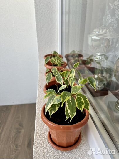 Фикус бенджамина кинки