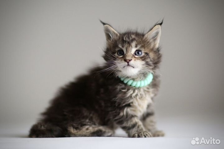 Котята мейн-кун