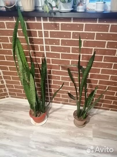 Сансевьера (щучий хвост)