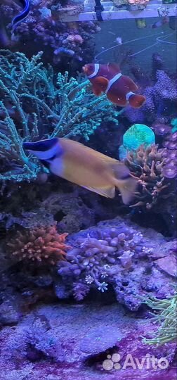 Пузырчатая актиния (Entacmaea quadricolor)