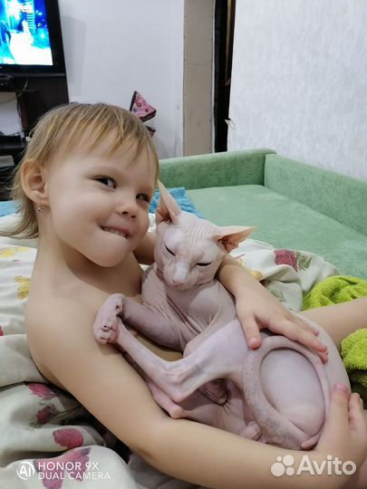 Канадский сфинкс