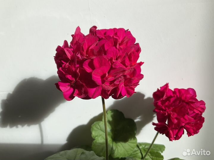 Пеларгония