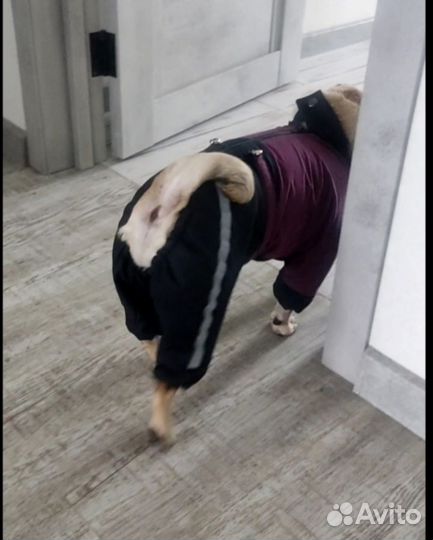 Дождевик для собак