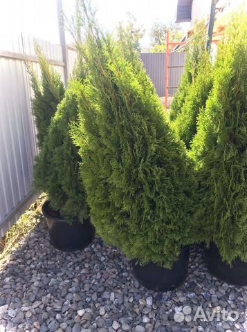 Туя Смарагд