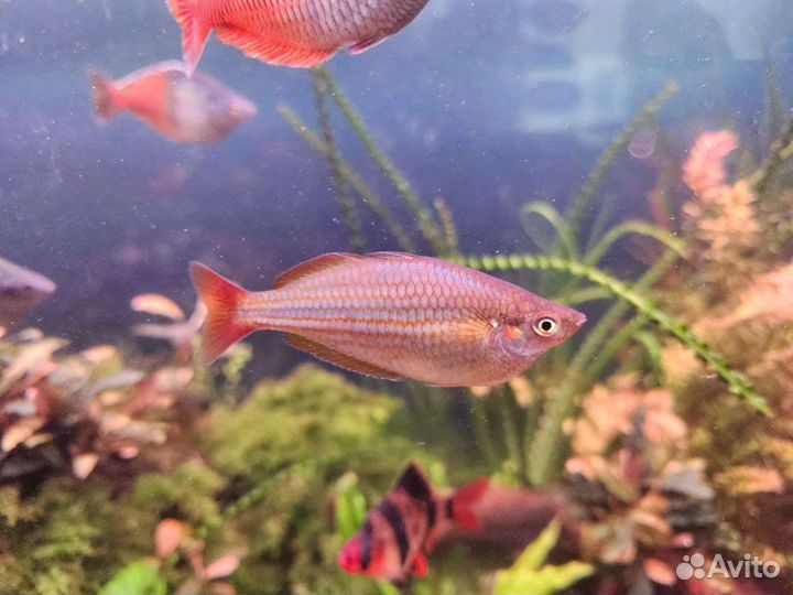 Аквариумные рыбки