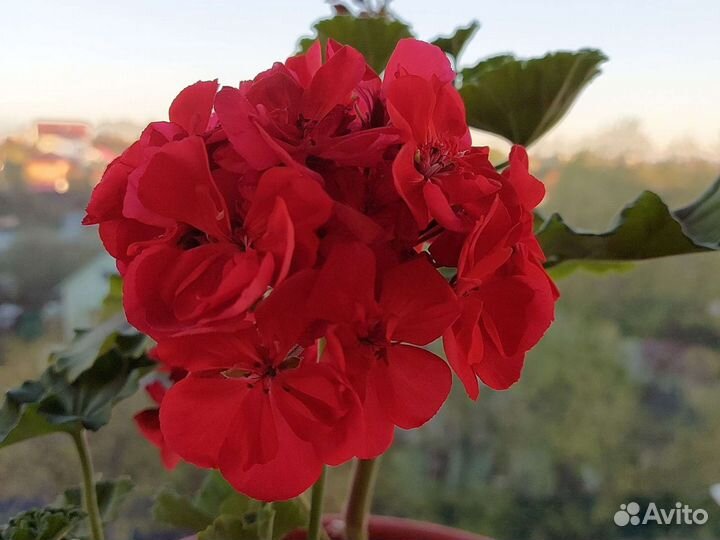 Пеларгония герань