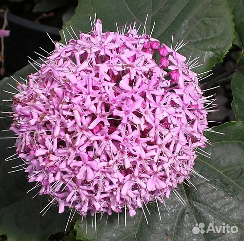 Клеродендрум Бунге, Книфофия Тукка