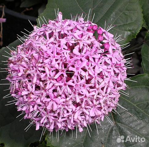 Клеродендрум Бунге, Книфофия Тукка