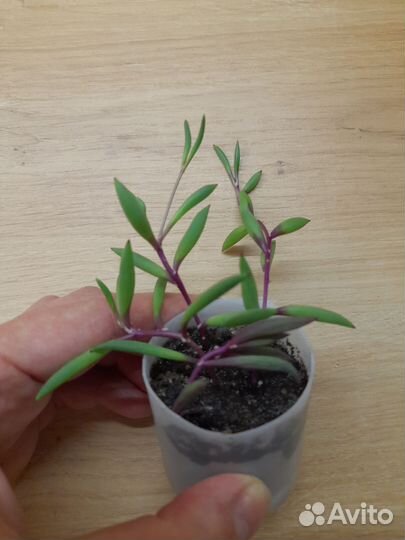 Суккуленты