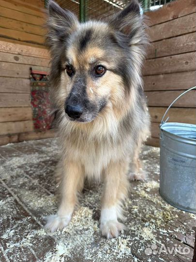 Собака - друг из приюта, который ждёт свою семью