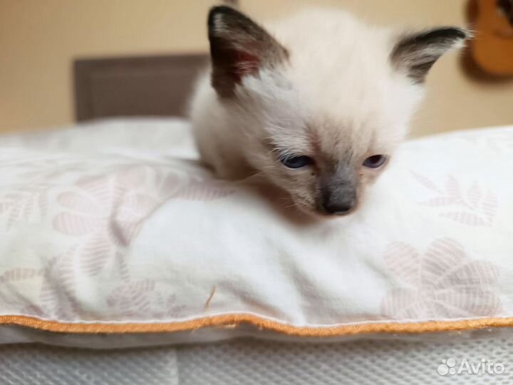 Тайские котята