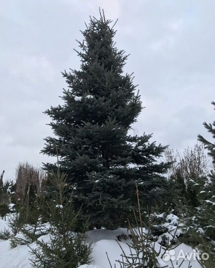 Ель колючая Глаука