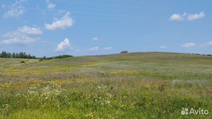 Мёд 2023 от пчеловода.Предзаказ