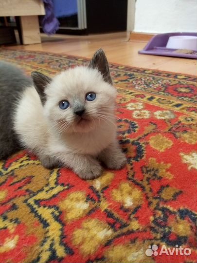 Вислоухие котята
