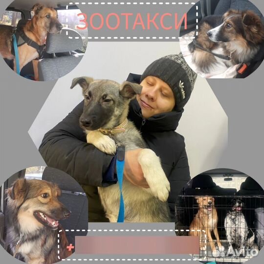 Перевозка животных