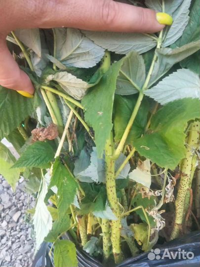 Саженцы малины