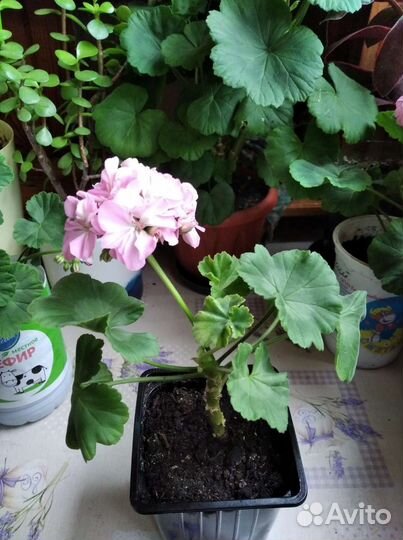 Герань пеларгония