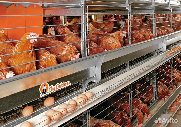 Куры несушки