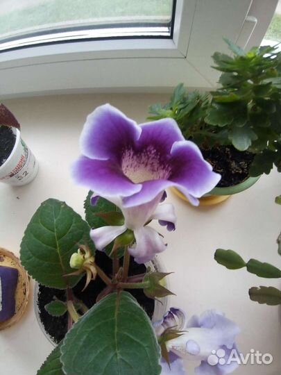 Цветок глоксиния